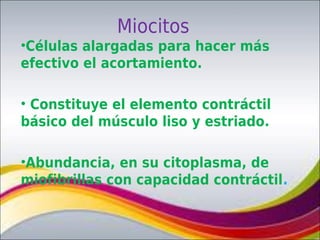 Miocitos
•Células alargadas para hacer más
efectivo el acortamiento.

• Constituye el elemento contráctil
básico del músculo liso y estriado.

•Abundancia, en su citoplasma, de
miofibrillas con capacidad contráctil.
 