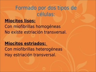 Formado por dos tipos de
            células:
Miocitos lisos:
Con miofibrillas homogéneas
No existe estriación transversal.

Miocitos estriados:
Con miofibrillas heterogéneas
Hay estriación transversal.
 