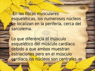  En las fibras musculares
esqueléticas, los numerosos núcleos
se localizan en la periferia, cerca del
sarcolema.

Lo que diferencia el músculo
esquelético del músculo cardíaco
debido a que ambos muestran
estriaciones pero en el músculo
cardíaco los núcleos son centrales.
 