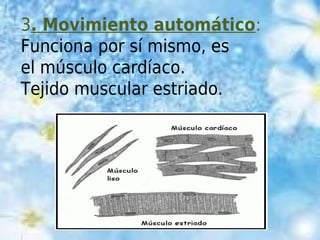 3. Movimiento automático:
Funciona por sí mismo, es
el músculo cardíaco.
Tejido muscular estriado.
 