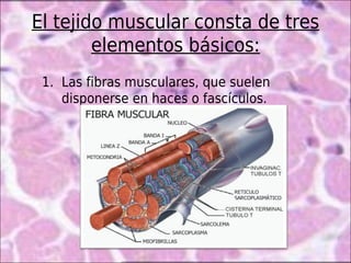 El tejido muscular consta de tres
        elementos básicos:
 1. Las fibras musculares, que suelen
    disponerse en haces o fascículos.
 