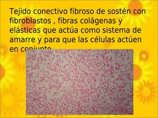 Tejido conectivo fibroso de sostén con
fibroblastos , fibras colágenas y
elásticas que actúa como sistema de
amarre y para que las células actúen
en conjunto.
 