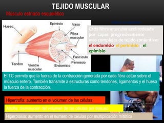 Músculo estriado esquelético
TEJIDO MUSCULAR
Hiperplasia: aumento en el número de células por multiplicación mitótica
Cada fibra muscular está rodeada
por capas progresivamente
más complejas de tejido conjuntivo:
el endomisio, el perimisio y el
epimisio
Tejido conjuntivo
Atrofia: disminución del volumen de las células por desuso
El TC permite que la fuerza de la contracción generada por cada fibra actúe sobre el
músculo entero. También transmite a estructuras como tendones, ligamentos y el hueso
la fuerza de la contracción.
Hipertrofia: aumento en el volumen de las células
 