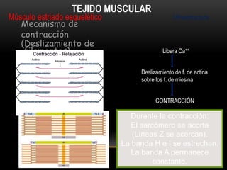Durante la contracción:
El sarcómero se acorta
(Líneas Z se acercan).
La banda H e I se estrechan.
La banda A permanece
constante.
Libera Ca++
Deslizamiento de f. de actina
sobre los f. de miosina
CONTRACCIÓN
Mecanismo de
contracción
(Deslizamiento de
filamentos)
Músculo estriado esquelético
TEJIDO MUSCULAR
Ultraestructura
 