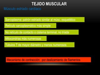 Músculo estriado cardíaco
TEJIDO MUSCULAR
Sarcoplasma: patrón estriado similar al músc. esquelético
Retículo sarcoplasmático más simple
No retículo de contacto o cisterna terminal, no tríada
Túbulos T de mayor diámetro y menos numerosos
Mitocondrias más numerosas
Mecanismo de contracción: por deslizamiento de filamentos
 