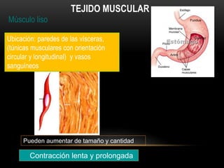 Músculo liso
TEJIDO MUSCULAR
Ubicación: paredes de las vísceras,
(túnicas musculares con orientación
circular y longitudinal) y vasos
sanguíneos
Pueden aumentar de tamaño y cantidad
Contracción lenta y prolongada
 