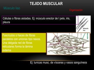 Músculo liso
TEJIDO MUSCULAR
Organización
Células o fibras aisladas. Ej: músculo erector de l pelo, iris,
pleura
Fascículos o haces de fibras
paralelos con uniones tipo nexos.
Una delgada red de fibras
reticulares forma la lámina
externa
Ej: tunicas musc. de vísceras y vasos sanguíneos
 