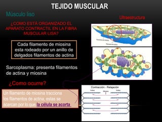 Músculo liso
TEJIDO MUSCULAR
¿COMO ESTÁ ORGANIZADO EL
APARATO CONTRACTIL EN LA FIBRA
MUSCULAR LISA?
Sarcoplasma: presenta filamentos
de actina y miosina
Cada filamento de miosina
esta rodeado por un anillo de
delgados filamentos de actina
¿Como ocurre?
Un filamento de miosina tracciona
los filamentos de actina, estas se
acercan por lo que la célula se acorta
Ultraestructura
 