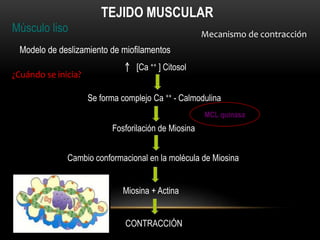 Músculo liso
TEJIDO MUSCULAR
Mecanismo de contracción
Modelo de deslizamiento de miofilamentos
¿Cuándo se inicia?
[Ca ++ ] Citosol
Se forma complejo Ca ++ - Calmodulina
Fosforilación de Miosina
Cambio conformacional en la molécula de Miosina
Miosina + Actina
CONTRACCIÓN
MCL quinasa
 