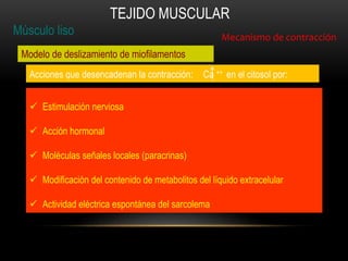 Músculo liso
TEJIDO MUSCULAR
Mecanismo de contracción
Modelo de deslizamiento de miofilamentos
Acciones que desencadenan la contracción: Ca ++ en el citosol por:
 Estimulación nerviosa
 Acción hormonal
 Moléculas señales locales (paracrinas)
 Modificación del contenido de metabolitos del líquido extracelular
 Actividad eléctrica espontánea del sarcolema
 