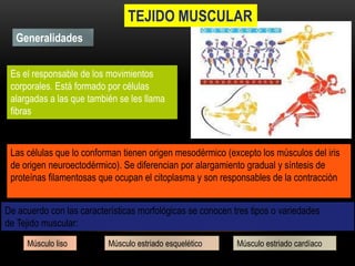 Generalidades
Las células que lo conforman tienen origen mesodérmico (excepto los músculos del iris
de origen neuroectodérmico). Se diferencian por alargamiento gradual y síntesis de
proteínas filamentosas que ocupan el citoplasma y son responsables de la contracción
Es el responsable de los movimientos
corporales. Está formado por células
alargadas a las que también se les llama
fibras
TEJIDO MUSCULAR
De acuerdo con las características morfológicas se conocen tres tipos o variedades
de Tejido muscular:
Músculo liso Músculo estriado esquelético Músculo estriado cardíaco
 