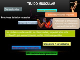 Generalidades
TEJIDO MUSCULAR
Citoplasma = sarcoplasma
Mitocondrias = sarcosomas
REL= retículo sarcoplasmático
Las células musculares están tan diferenciadas y especializadas en la
contracción que sus componentes reciben nombres especiales
Funciones del tejido muscular
Estabiliza posiciones corporales
Moviliza sustancias
Participa en la termogénesis
al producir calor mediante la
contracción (escalofrío)
 