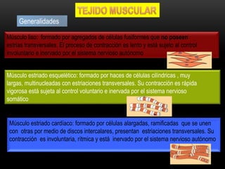 Generalidades
Músculo liso: formado por agregados de células fusiformes que no poseen
estrías transversales. El proceso de contracción es lento y está sujeto al control
involuntario e inervado por el sistema nervioso autónomo
Músculo estriado esquelético: formado por haces de células cilíndricas , muy
largas, multinucleadas con estriaciones transversales. Su contracción es rápida
vigorosa está sujeta al control voluntario e inervada por el sistema nervioso
somático
Músculo estriado cardíaco: formado por células alargadas, ramificadas que se unen
con otras por medio de discos intercalares, presentan estriaciones transversales. Su
contracción es involuntaria, rítmica y está inervado por el sistema nervioso autónomo
 