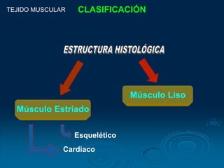 TEJIDO MUSCULAR   CLASIFICACIÓN




                                Músculo Liso
  Músculo Estriado

                  Esquelético
              Cardiaco
 