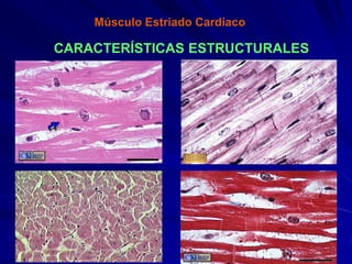 Músculo Estriado Cardiaco

CARACTERÍSTICAS ESTRUCTURALES
 