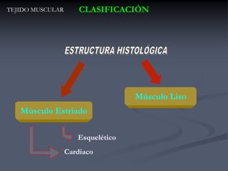 TEJIDO MUSCULAR       CLASIFICACIÓN




                                   Músculo Liso
   Músculo Estriado

                     Esquelético
                  Cardiaco
 