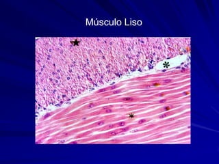 Músculo Liso
 