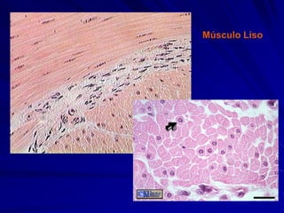 Músculo Liso
 