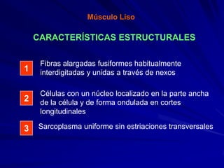 Músculo Liso

    CARACTERÍSTICAS ESTRUCTURALES

     Fibras alargadas fusiformes habitualmente
1    interdigitadas y unidas a través de nexos

     Células con un núcleo localizado en la parte ancha
2    de la célula y de forma ondulada en cortes
     longitudinales

3   Sarcoplasma uniforme sin estriaciones transversales
 