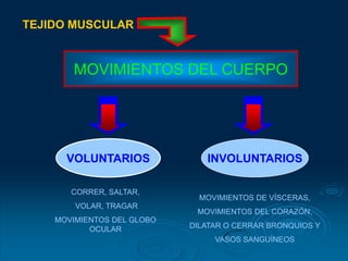 TEJIDO MUSCULAR


       MOVIMIENTOS DEL CUERPO




      VOLUNTARIOS              INVOLUNTARIOS

       CORRER, SALTAR,
                              MOVIMIENTOS DE VÍSCERAS,
        VOLAR, TRAGAR
                             MOVIMIENTOS DEL CORAZÓN,
    MOVIMIENTOS DEL GLOBO
           OCULAR           DILATAR O CERRAR BRONQUIOS Y
                                 VASOS SANGUÍNEOS
 