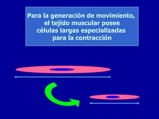 Para la generación de movimiento,
      el tejido muscular posee
   células largas especializadas
         para la contracción
 
