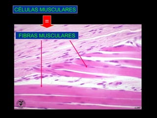 CÉLULAS MUSCULARES

        =
 FIBRAS MUSCULARES
 