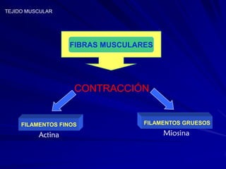 TEJIDO MUSCULAR




                   FIBRAS MUSCULARES




                    CONTRACCIÓN


     FILAMENTOS FINOS             FILAMENTOS GRUESOS

          Actina                       Miosina
 