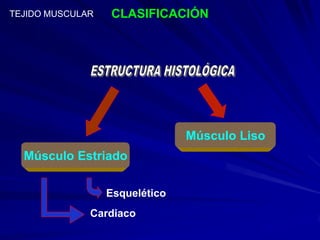 TEJIDO MUSCULAR   CLASIFICACIÓN




                                Músculo Liso
  Músculo Estriado

                  Esquelético
              Cardiaco
 
