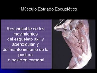 Músculo Estriado Esquelético



  Responsable de los
      movimientos
  del esqueleto axil y
     apendicular, y
del mantenimiento de la
        postura
   o posición corporal
 