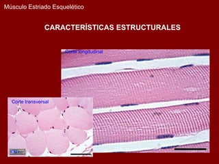 Músculo Estriado Esquelético


                 CARACTERÍSTICAS ESTRUCTURALES


                      Corte longitudinal




  Corte transversal
 