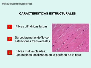 Músculo Estriado Esquelético



               CARACTERÍSTICAS ESTRUCTURALES



      1     Fibras cilíndricas largas


           Sarcoplasma acidófilo con
      2
           estriaciones transversales


      3     Fibras multinucleadas.
            Los núcleos localizados en la periferia de la fibra
 