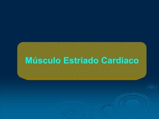 Músculo Estriado Cardiaco
 