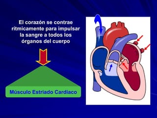 El corazón se contrae
rítmicamente para impulsar
    la sangre a todos los
     órganos del cuerpo




Músculo Estriado Cardiaco
 