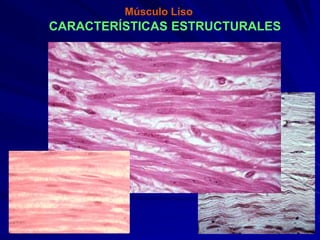Músculo Liso
CARACTERÍSTICAS ESTRUCTURALES
 