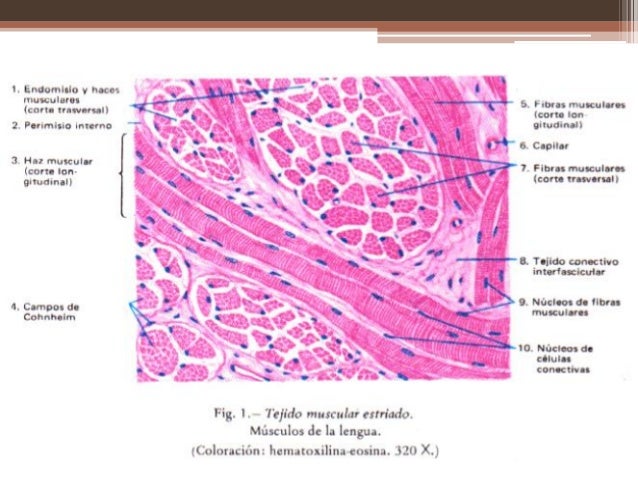 Tejido muscular y nervioso