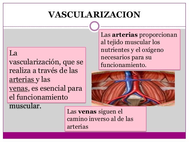 Resultado de imagen para Vascularización del músculo
