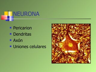NEURONA <ul><li>Pericarion </li></ul><ul><li>Dendritas </li></ul><ul><li>Axón </li></ul><ul><li>Uniones celulares </li></ul>