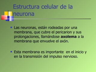 Estructura celular de la neurona  <ul><li>Las neuronas, están rodeadas por una membrana, que cubre el pericarion y sus pro...