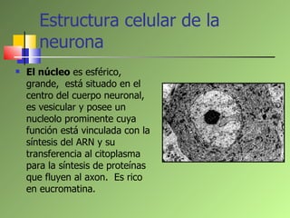 Estructura celular de la neurona  <ul><li>El núcleo  es esférico, grande,  está situado en el centro del cuerpo neuronal, ...