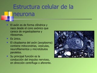 Estructura celular de la neurona  <ul><li>El axón es de forma cilíndrica y nace desde el cono axónico que carece de ergast...