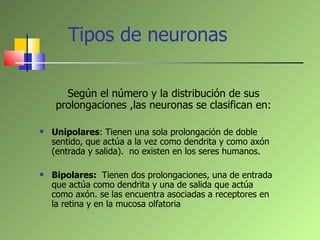 Tipos de neuronas <ul><li>Según el número y la distribución de sus prolongaciones ,las neuronas se clasifican en: </li></u...
