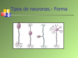 Tipos de neuronas.- Forma 