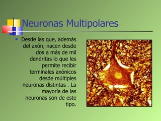 Neuronas Multipolares <ul><li>Desde las que, además del axón, nacen desde dos a más de mil dendritas lo que les permite re...