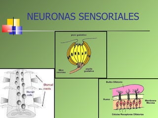 NEURONAS SENSORIALES  