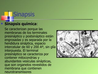 Sinapsis <ul><li>Sinapsis química :  </li></ul><ul><li>Se caracterizan porque las membranas de los terminales presináptico...