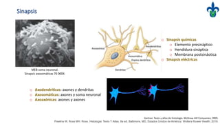 Sinapsis
o Axodendríticas: axones y dendritas
o Axosomáticas: axones y soma neuronal
o Axoaxónicas: axones y axones
o Sinapsis químicas
o Elemento presináptico
o Hendidura sináptica
o Membrana postsináotica
o Sinapsis eléctricas
Gartner. Texto y atlas de histologia. McGraw-Hill Companies; 2005.
Pawlina W, Ross MH. Ross. Histologia: Texto Y Atlas. 8a ed. Baltimore, MD, Estados Unidos de América: Wolters Kluwer Health; 2019.
MEB soma neuronal.
Sinapsis axosomáticas 76 000X.
 