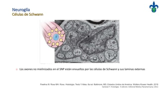 o Los axones no mielinizados en el SNP están envueltos por las células de Schwann y sus laminas externas
Neuroglía
Células de Schwann
Pawlina W, Ross MH. Ross. Histologia: Texto Y Atlas. 8a ed. Baltimore, MD, Estados Unidos de América: Wolters Kluwer Health; 2019
Geneser F. Histologia - 4 edicion. Editorial Medica Panamericana; 2012
 