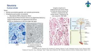 Neurona
Cuerpo celular
Soma
o Núcleo eucromático grande, con núcleolo prominente
o Citoplasma perinuclear circundante
o Abundantes RER y ribosomas libres
Corpúsculos de Nissl (tinción intensa con pigmentos básicos y
metacromáticamente con pigmentos de tionina.
MTOC en citoplasma en sitio de origen del axón.
Ganglios simpáticos; E,
evaginaciones del cuerpo celular;
N, núcleo de célula nerviosa; NL,
nucléolo; E, evaginaciones del
cuerpo celular; L, lipofuscina. VS,
vaso sanguíneo. H&E 500X.
G, aparato de Golgi; M,
mitocondrias; L, lisosomas.
15 000X.
640X.
Lowe JS, Anderson PG, Anderson S, editores. Stevens Y Lowe. Histologia Humana. 5a ed. Elsevier; 2020.
Pawlina W, Ross MH. Ross. Histologia: Texto Y Atlas. 8a ed. Baltimore, MD, Estados Unidos de América: Wolters Kluwer Health; 2019.
 