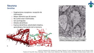 Neurona
Dendritas
o Evaginaciones receptoras: recepción de
información
o Mayor diámetro que de axones
o No suelen estar mielinizadas
o Son puntiagudas
o Árboles dendríticos
o Espinas dendríticas: plasticidad sináptica,
aprendizaje y formación de la memoria.
Espinas dendríticas. BS, botón sináptico; puntas
de flecha, densidades postsinápticas. 95 000X.
Lowe JS, Anderson PG, Anderson S, editores. Stevens Y Lowe. Histologia Humana. 5a ed. Elsevier; 2020.
Pawlina W, Ross MH. Ross. Histologia: Texto Y Atlas. 8a ed. Baltimore, MD, Estados Unidos de América: Wolters Kluwer Health; 2019.
Espinas dendríticas. BS, botón sináptico; puntas
de flecha, densidades postsinápticas. 95 000X.
 