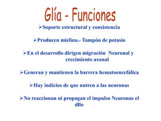 Soporte estructural y consistencia

     Producen mielina.- Tampón de potasio

 En el desarrollo dirigen migración Neuronal y
                   crecimiento axonal

Generan y mantienen la barrera hematoencefálica

    Hay indicios de que nutren a las neuronas

No reaccionan ni propagan el impulso Neuronas el
                      dllo
 